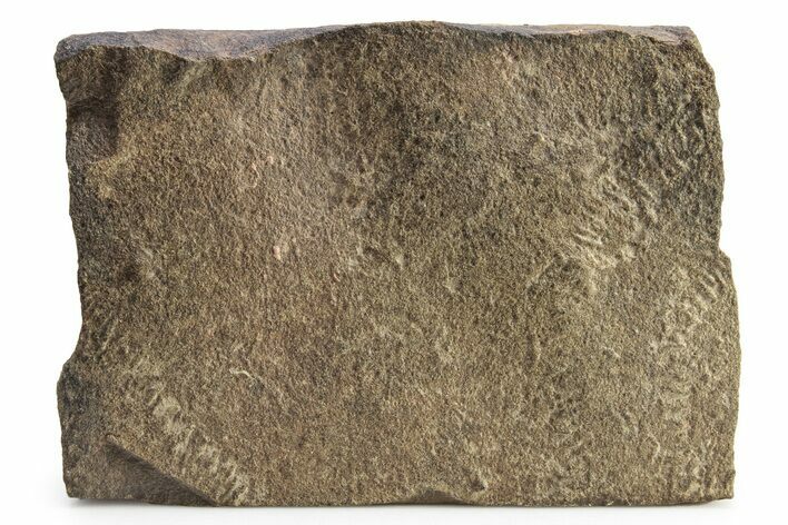 Cruziana (Fossil Trilobite Trackway) - Morocco #256832